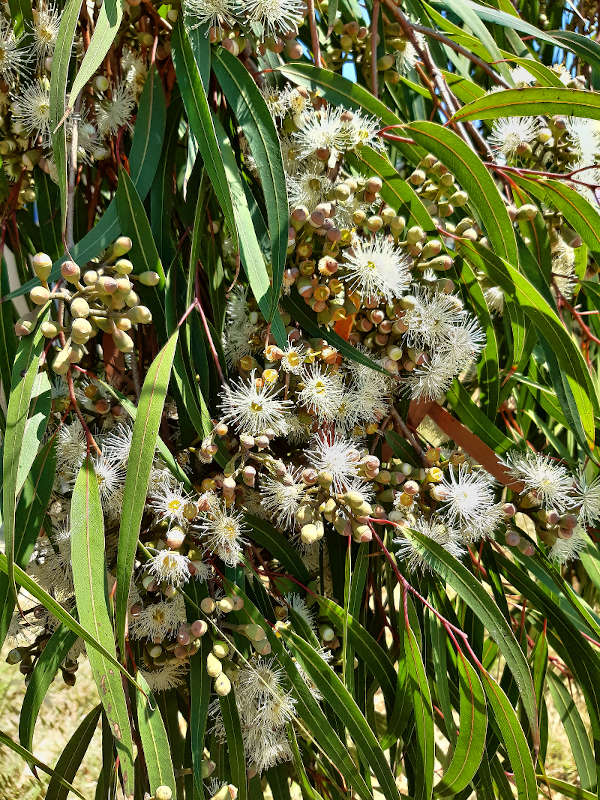 Eucalyptus Staigeriana 5 ml